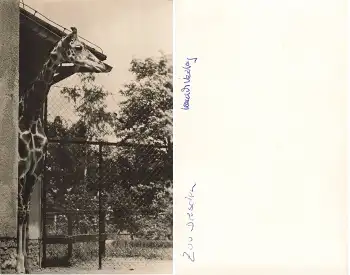 Dresden Zoo Giraffenhaus Hanich Foto * um 1960