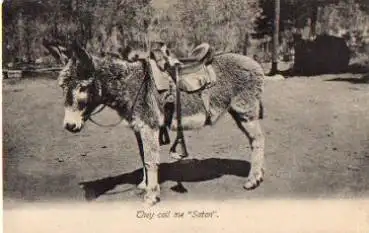Esel gesattelter Esel mit Namen Satan * ca. 1910
