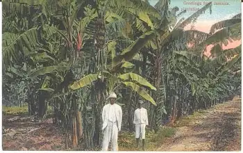Bananenplantage Jamaica *ca. 1910