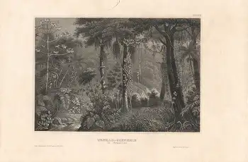 Brasilien Urwald Scenerie mit Schlange Original Stahlstich um 1856