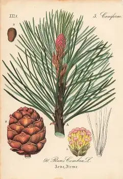 Zirbelkiefer Coniferae Pinus Cembra original Lithographie um 1880