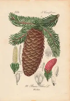 Fichte Coniferae Pinus Abies original Lithographie um 1880