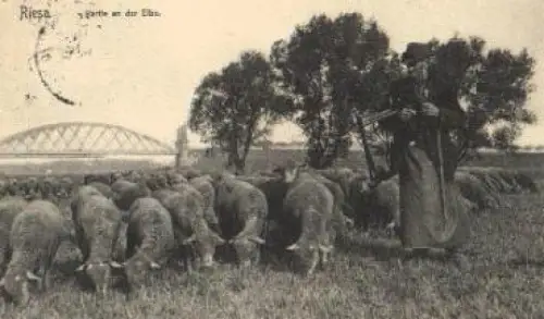 01594 Riesa Elbe Schafeherde  o 1917