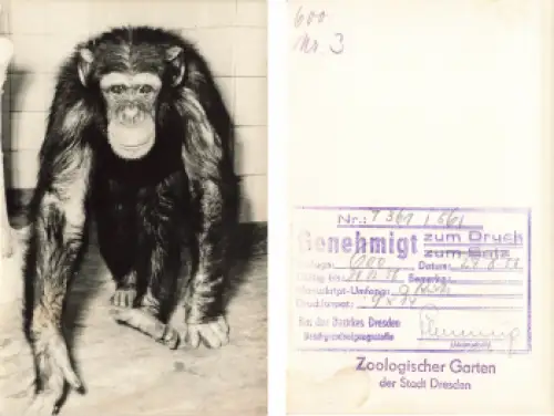 Dresden Zoo Schimpanse Druckvorlage mit Druckgenehmigung 1956 Hanich Verlag