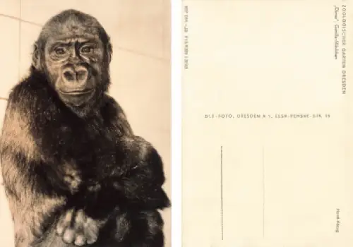 Dresden Zoologischer Garten Dima Gorilla Mädchen Affe * um 1963