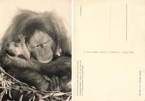 Dresden Zoologischer Garten Suma II Orang-Utan Mutter mit Baby * 1963