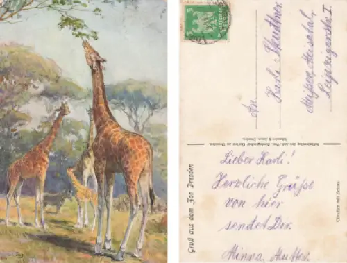 Dresden Zoologischer Garten Giraffen mit Zebras Künstlerkarte o 1925