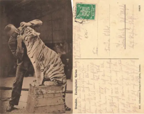 Dresden Zoologischer Garten Tiger Dressur o 1925