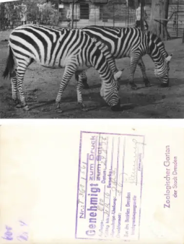 Dresden Zoologischer Garten Zebras Druckvorlage mit Druckgenehmigung 1956 Hanich Verlag