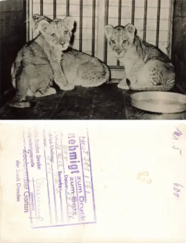 Dresden Zoologischer Garten junge Löwen Druckvorlage mit Druckgenehmigung 1956 Hanich Verlag