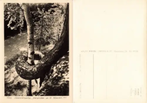 Elbsandsteingebirge Schlangenkiefer am Großen Bärenstein * 1962 Verlag Hahn-Foto8725