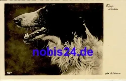 Jagdhund *ca.1950