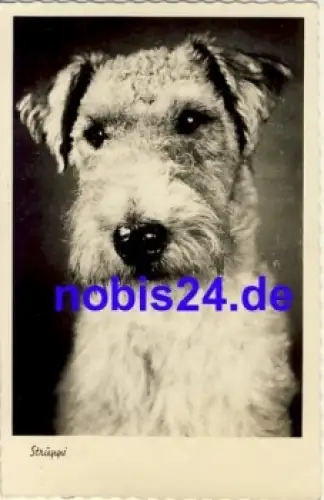 Foxterrier o 1961