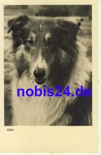 Colli Hund *ca.1954