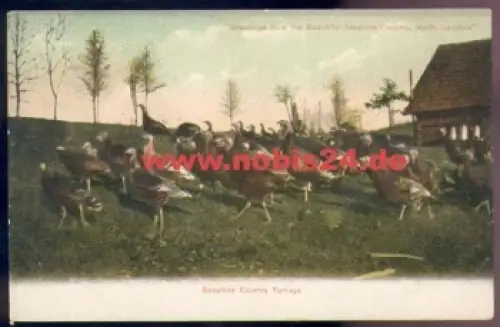North Carolina Greetings from The Beautiful Sapphire Country,   ca. 1900