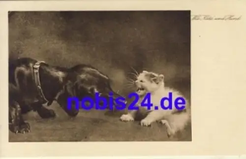 Dackel und Katze Postkarte * um 1950