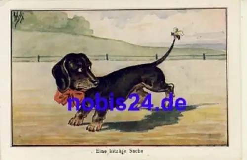 Dackel mit Biene Postkarte * um 1920