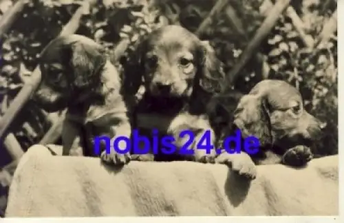 Dackel Echtfoto o 1970