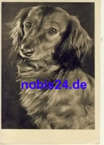 Dackel Postkarte * um 1950