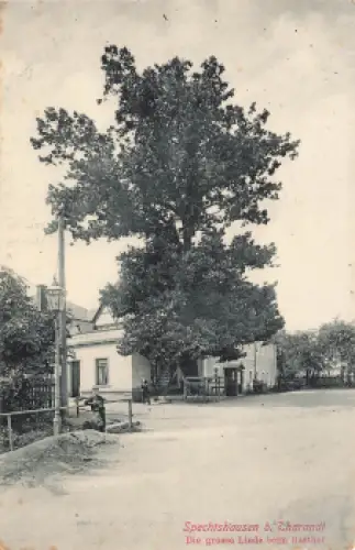 01737 Spechtshausen Kurort Hartha Tharandt grosse Linde beim Gasthof * um 1910