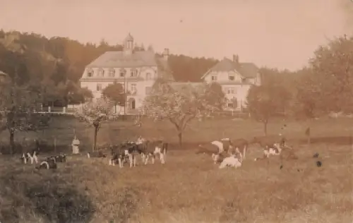 01737 Hintergersdorf Kurort Hartha Tharandt Genesungsheim mit Kuhweide * 1916