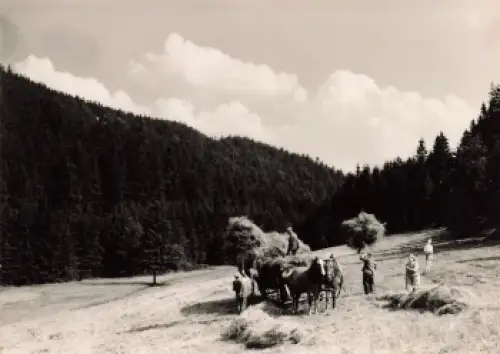 01744 Oberpöbel Dippoldiswalde Bauern bei der Heuernte Pferdegespann * um 1960 Hanich