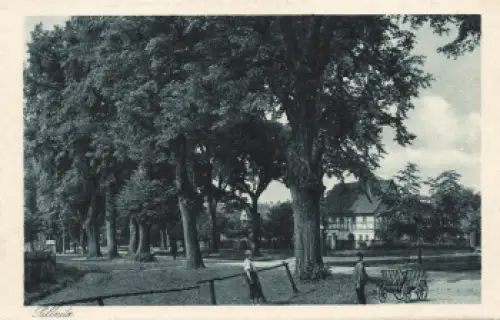Pillnitz Dresden alte Linden bei Graupa * um 1930 Heimatschutzpostkarte