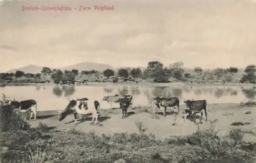 Farm Voigtland Kühe Deutsch-Südwestafrika * um 1910