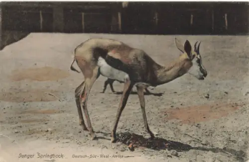 junger Springbock Deutsch-Südwestafrika * um 1910