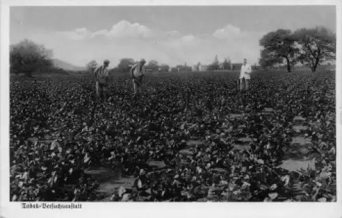 Tabak Versuchsanstalt Deutsch-Südwestafrika * um 1935