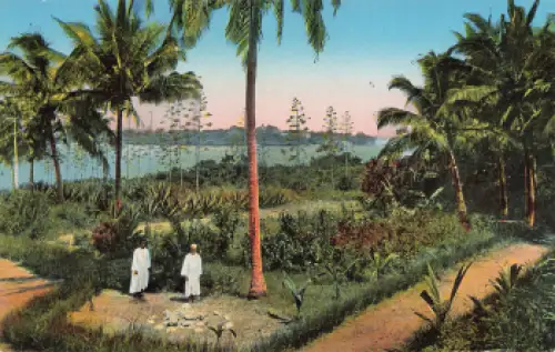 Tanga Kokospalmen und Sisalfeld der ev. Mission Deutsch Ostafrika * um 1910