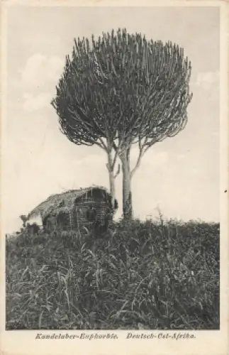 Kandelaber Euphorbie Deutsch Ostafrika * um 1910