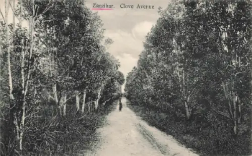 Zanzibar Clove Avenue * um 1910