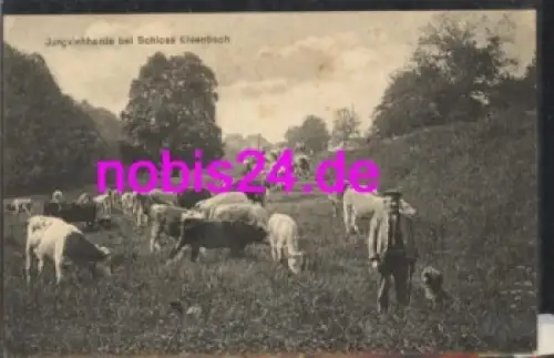 36341 Lauterbach Hessen Kühe Jungviehherde *ca.1920