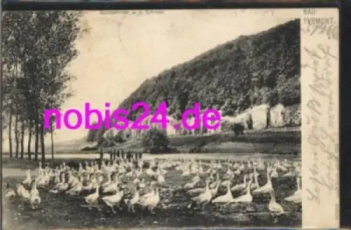 31812 Bad Pyrmont Gänseschar am Ufer o 14.6.1905