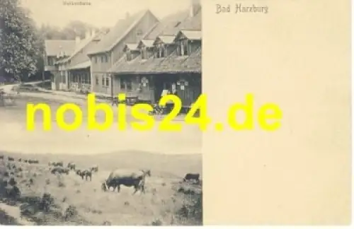 38667 Bad Harzburg Molkenhaus Kühe*ca.1920