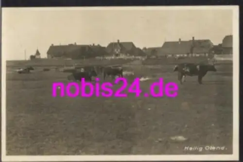 25869 Hallig Oland  Kühe *ca.1940