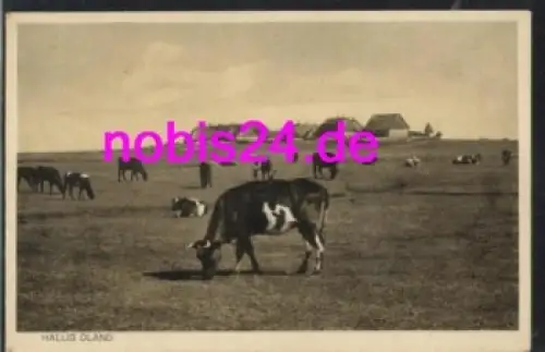 25869 Hallig Oland Kühe *ca.1920
