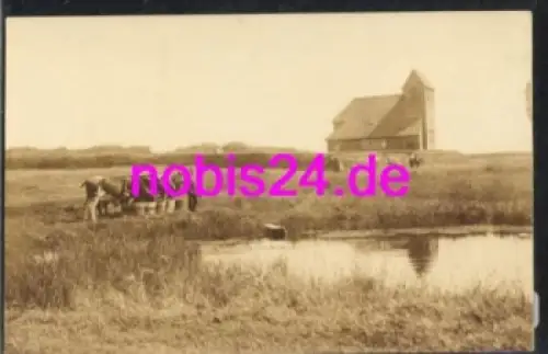 25980 Sylt Kirche von Weide  Kühe *ca.1930