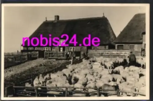 25845 Hallig Nordstrandischmoor *ca.1950