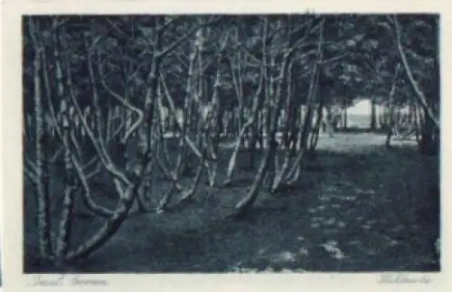 25946 Insel Amrum Waldpartie * ca. 1930