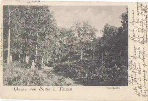 18586 Sellin Waldpartie o 27.7.1911