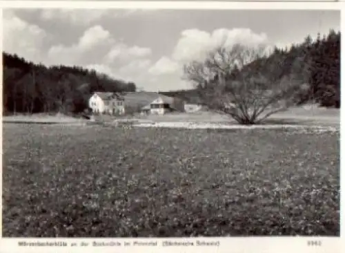 01848 Polenztal Märzenbecherblüte an der Bockmühle *ca.1965