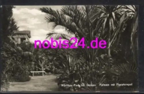 06786 Wörlitzr Park Floratempel Palme 0 25.7.1966