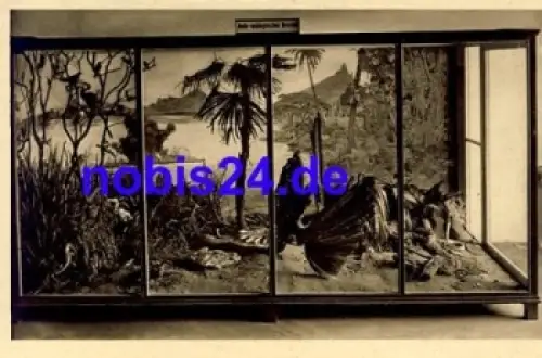 07751 Jena Phyletisches Museum *ca.1920