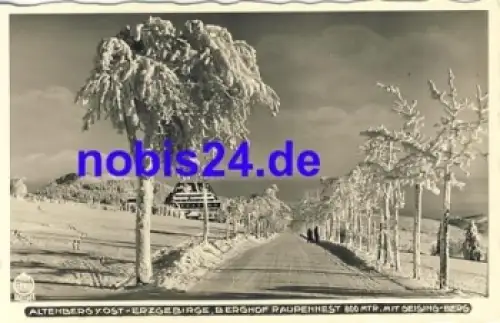 01773 Altenberg Raupennest *ca.1935 Hahn-Foto11933