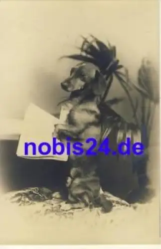 Dackel mit Zeitung *ca.1920