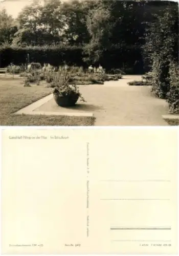 Pillnitz Dresden Schlosspark *1961 Hanich1402