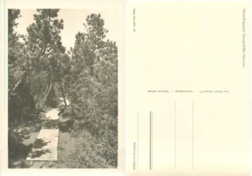 01773 Zinnwald Georgenfelder Hochmoor  *1957 Hanich oN