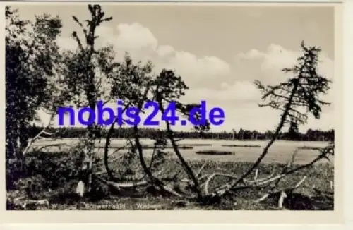 75323 Wildbad Wildsee *ca.1930